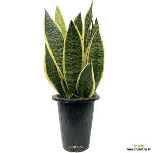 산세베리아 슈퍼바 55cm 온정농원 꽃 나무 공기정화식물