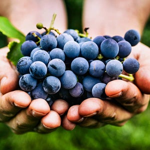 산지직송 유명산지 영동 고랭지 캠벨포도[600g, 1kg, 2kg]