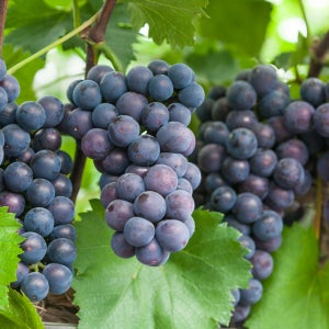 유명산지에서 바로 딴 새콤달콤 국내산 캠벨 포도 1kg