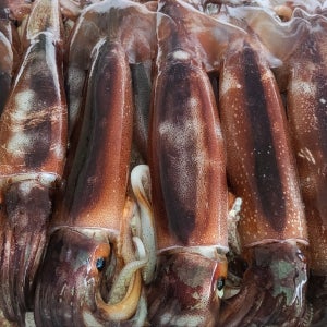 제철 맞아 오동통한 신진도 오징어 1kg (4-6미)