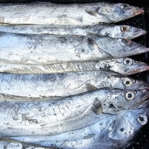 갓 잡아올린 당일 조업 목포 먹갈치(토막 급냉) 2마리 (미당 220~250g)