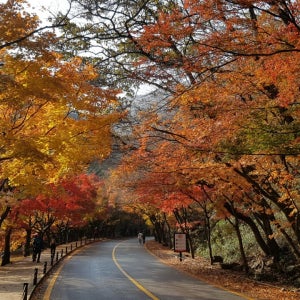 KTX내장산단풍여행 1박2일 군산-전주-고창