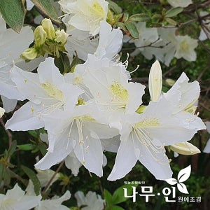 나무인 철쭉 백철쭉품종 키40cm  10개 거실 화분