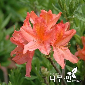 나무인  홍철쭉 주황색철쭉 5개 거실 화분