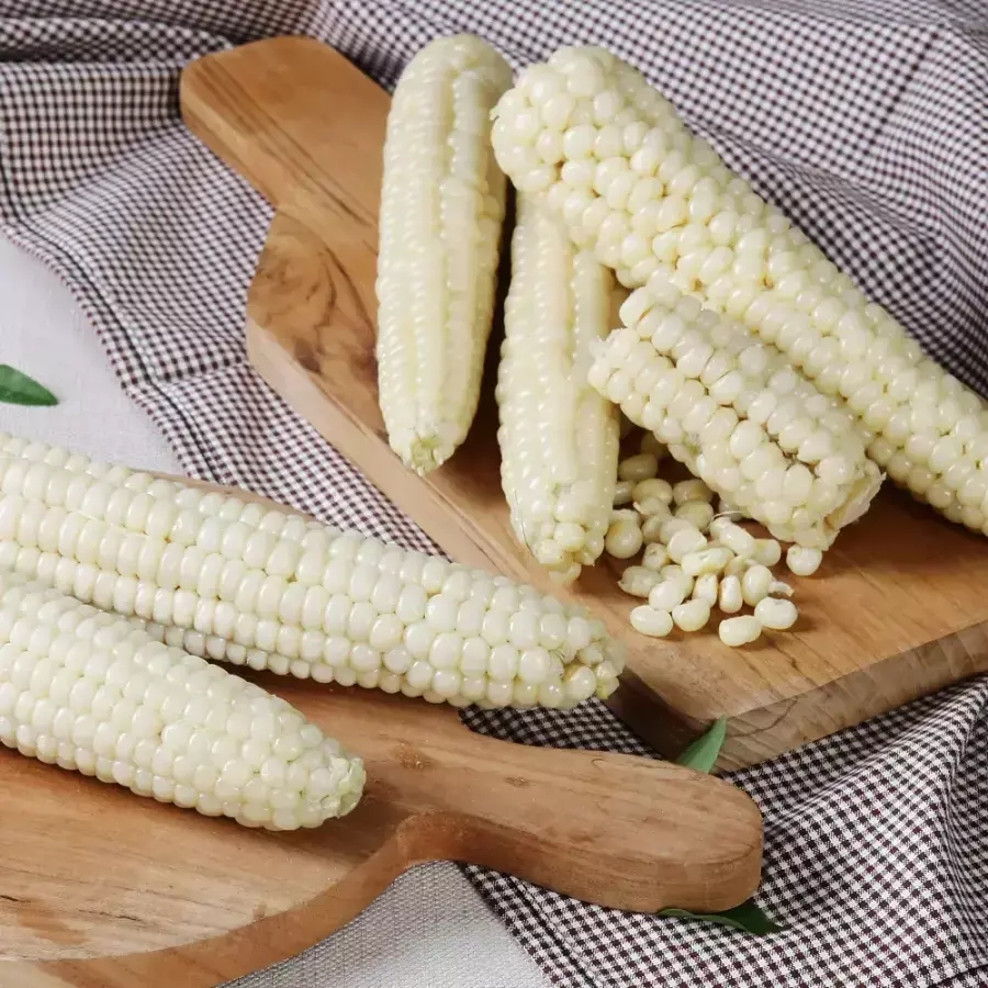 무주 대학찰옥수수 15개 정품 특품 18cm 내외 산지발송 (8,720원) (무료)