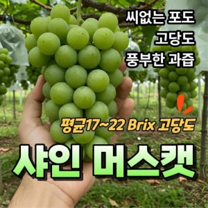 샤인 머스캣, 망고포도, 샤인머스켓 1kg,1.5kg,2kg,3kg,4kg, 씨없는 포도