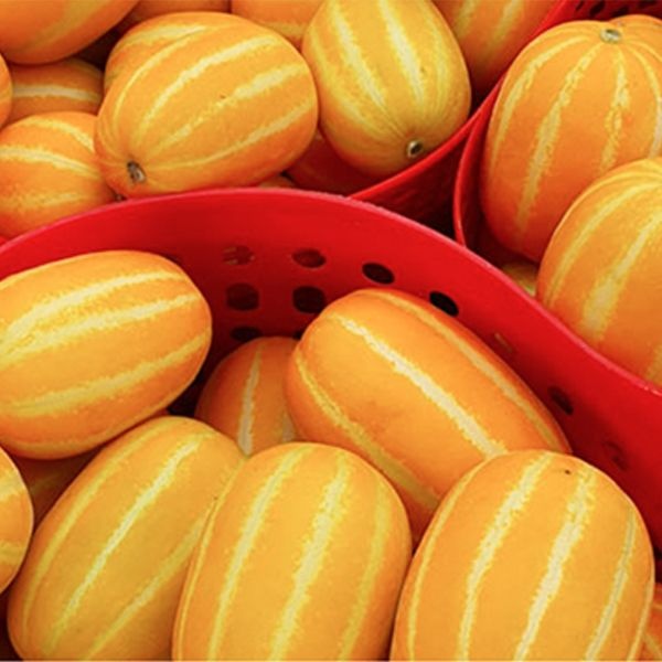 [온누리7%혜택][농할 국내산] 성주 산지직송 꿀 참외 가정용 혼합과 10kg 실중량 당도선별 (6,990원) (무료)