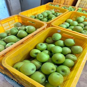 청사과 아오리 썸머킹 사과 햇사과 특품 1.5kg 3kg 5kg 10kg 청사과[청사과 아오