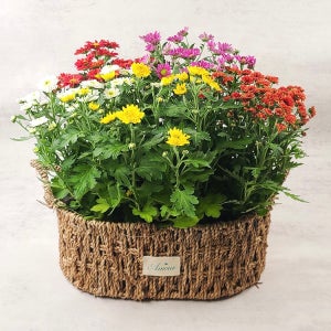 화사하게 피어나는 화분 미니국화 3종 5종 (랜덤 색상) 20~25cm