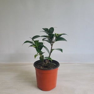 동백나무 블랙로즈