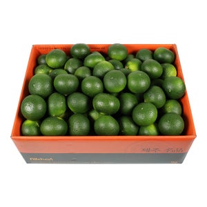 제주 청귤(풋귤) 5kg[]