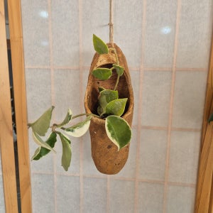 행잉 벽걸이 야생화 다육화분 공방도자기, 땀손도예
