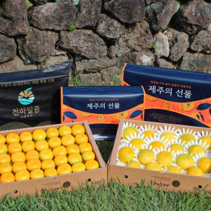 우체국쇼핑 [우체국쇼핑] 천하일품 제주 황금향 선물세트 2.5kg 중대과(8-13과)