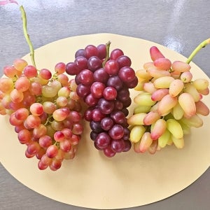 국내 재배 유기농 유럽 포도 3종 2kg (루비시들레스 매니큐어핑거 머스캣함브르크)