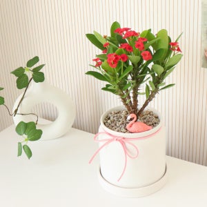 일년내내 꽃 피는 꽃기린 🌸 화분 다육 식물 내방꾸미기, 식물이좋다