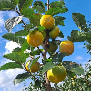 아삭아삭 달콤한 창원북면 태추단감 2.5kg 5kg 선물세트, 주하네팜(태추단감)🍊