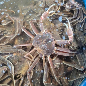 큼직한 살 많은 자숙 러시아 대게 1kg (1미)