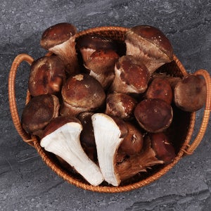 프리미엄 무농약 참송이 버섯 선물세트 1kg