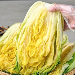 천연 스테비아 농법으로 절인 GAP 인증 땅끝 해남 절임 배추 20kg(7-34포기)