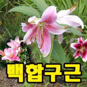 백합구근 최저가 가성비상품