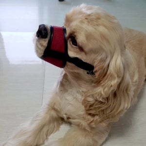 애견 입마개 소형 중형 대형견 강아지 훈련용품 BB-1 빨강 1호(입둘레8cm)