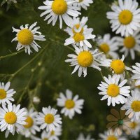 카모마일 로만(Roman Chamomile E.O)