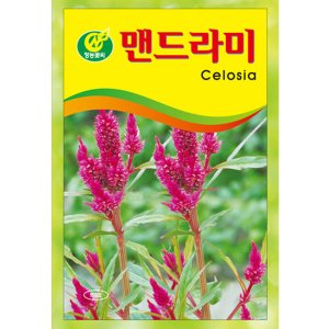 맨드라미 씨앗 150립 꽃씨 종자