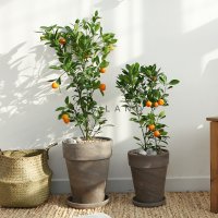 플라랜드 실내 공기정화식물 중대형 유주나무 & 오렌지레몬나무 독일토분 테라코타토분