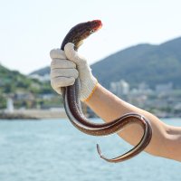 삼삼해물 장어 붕장어 장어구이 통영 아나고 생물 바다장어 1kg