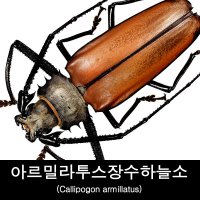 아르밀라투스장수하늘소표본/Callipogon armillatus