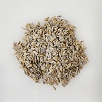 영농사 채소 씨앗 샐러드 텃밭 키우기 청농적치마 상추씨앗