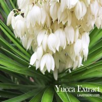 유카추출물 (천연허브거품제/ 유카시데게라/Yucca Extract) 5kg