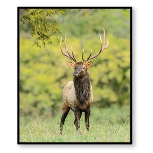 [캔버스아트] 엘크