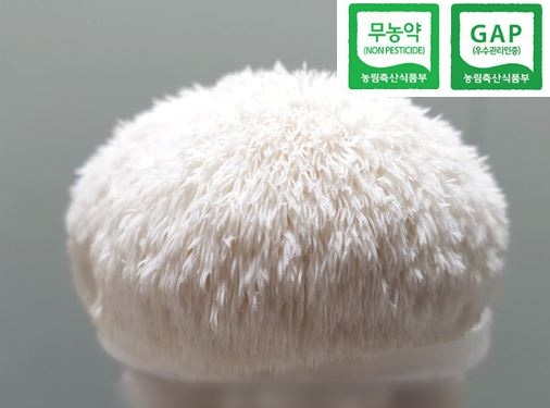 [무농약] 친환경 GAP 생<b>노루궁뎅이 버섯</b> 1kg (12송이)
