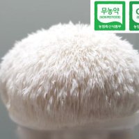 [무농약] 친환경 GAP 생노루궁뎅이 버섯 1kg (12송이)