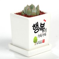 메세지 미니화분 다육이화분