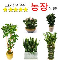 화분배달 금전수 산세베리아 해피트리 돈나무 행운목 개업선물 거실화분 개업식 인테리어식물