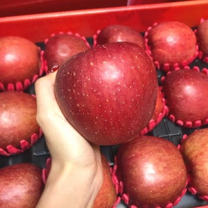 [황금찬] 거창 아삭사과 고랭지 달콤 햇부사 명절선물 가정용 2.5kg 4.5kg