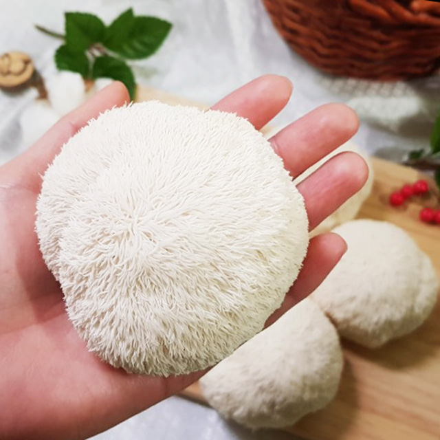 1차 수확한 <b>노루궁뎅이버섯</b>(500g) 참송이버섯 송이뜰농장