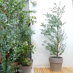 유칼립투스 실버드롭 중형 대형 (키170전후)개업이사축하화분