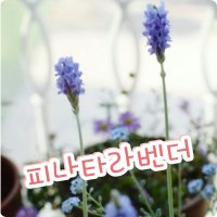 피나타 라벤더/허브식물