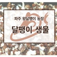 식용달팽이