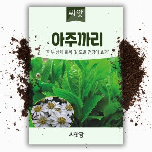 아주까리 씨앗 50립 -피마자