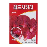 치커리씨앗 레드치커리 900립 독특한 맛의 건강쌈채