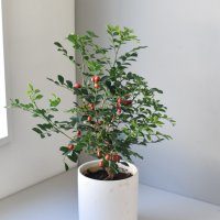 오렌지자스민 향이좋은 중형 키우기쉬운 공기정화식물 꽃나무