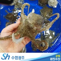 싱싱함이 살아있는 국내산 봄철 알쭈꾸미 활쭈꾸미 1kg