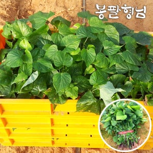 꿀고구마모종 10kg 고구마종순 신품종 해남농장