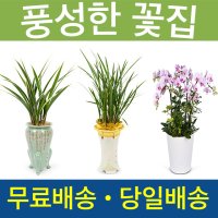 승진축하난 취임화분 축하 개업 난배달