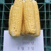 제주 초당옥수수 5kg (15개내외) 직접생산해서 6월11일발송