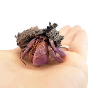 인도(브레비) 소라게 키우기 소